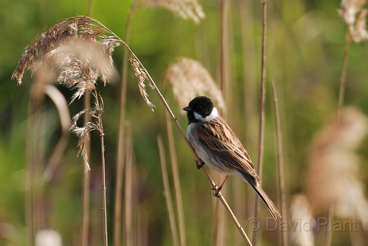 Reed bunting on reed - F.jpg - Reed bunting male on reed - Cambridgeshire